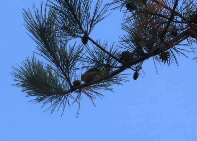 シジュウカラ①IMG_0283a (640x457)