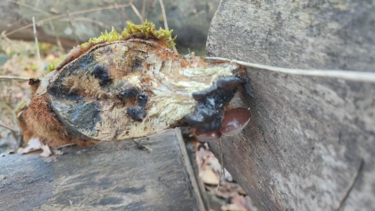 1月の森 キノコ Judasohr(キクラゲ)