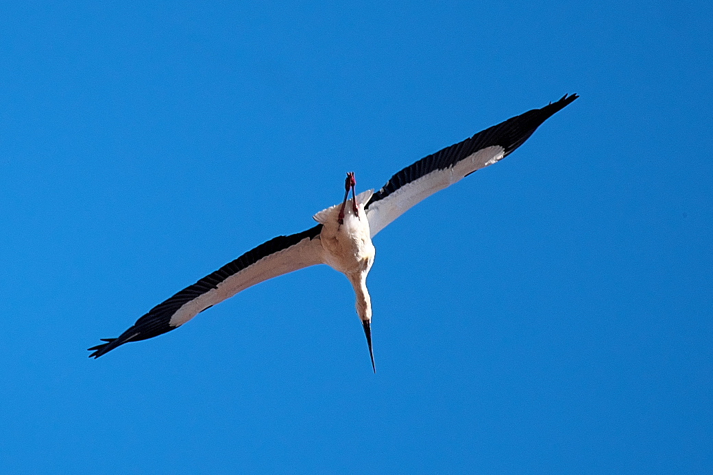 コウノトリ_02