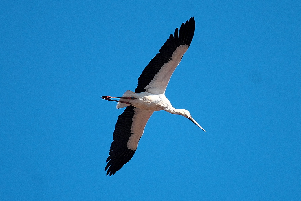 コウノトリ_03