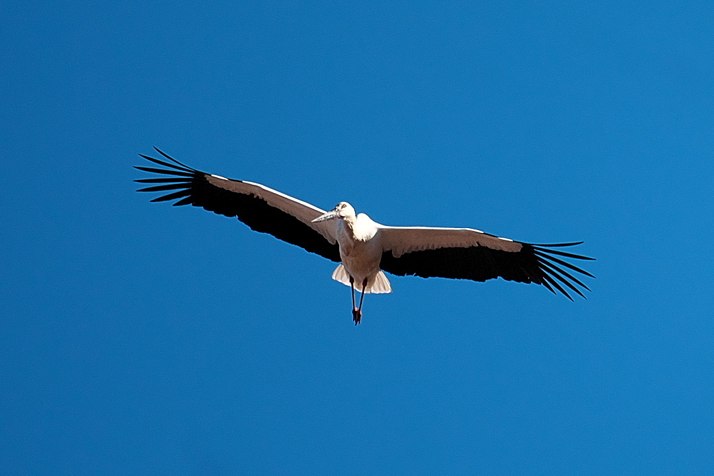 コウノトリ_11