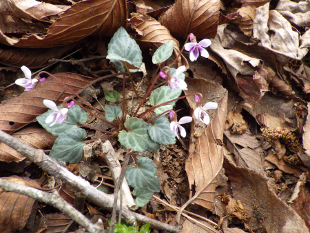 フモトスミレ250514横根山 (9)_R