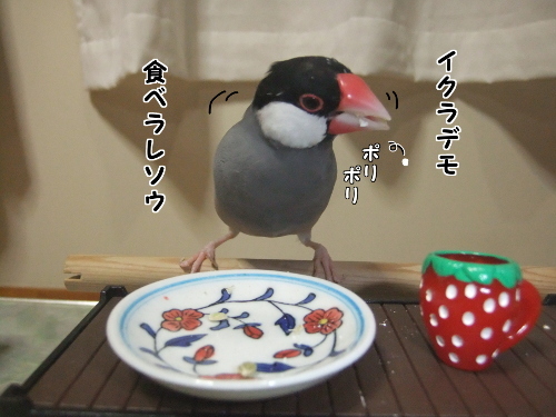 くいしん坊万才8-いくらでも食べられるよ