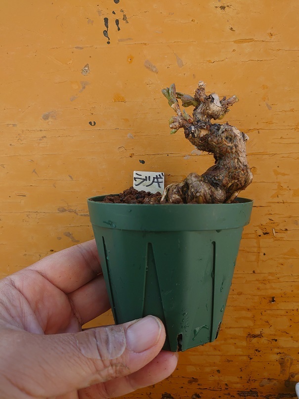 11ウツギ (8) - コピー