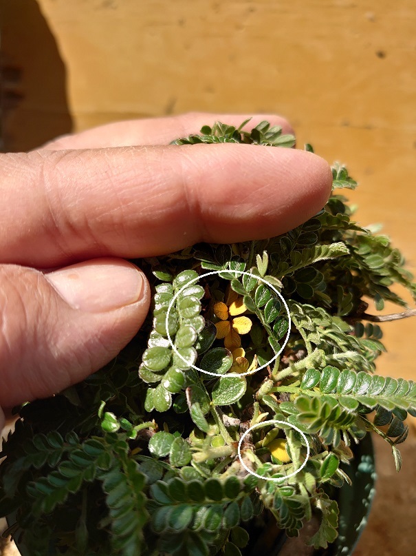 01イソザンショウ (3)