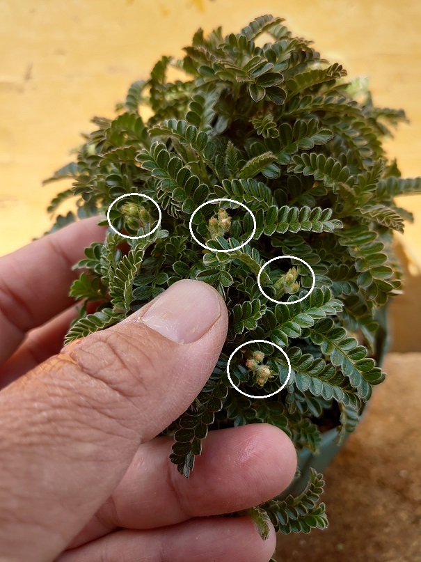 01イソザンショウ (2)