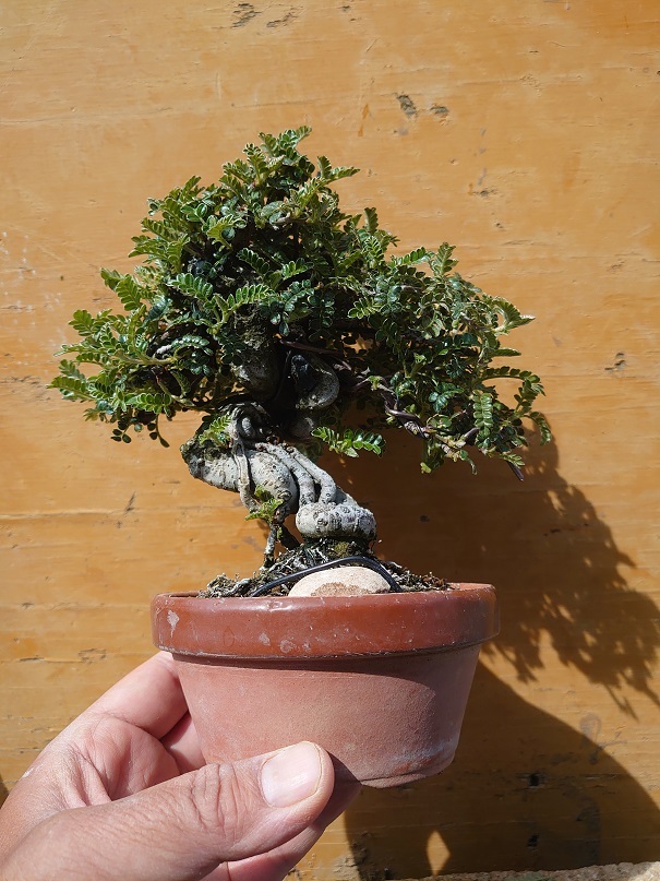 01イソザンショウ (5)