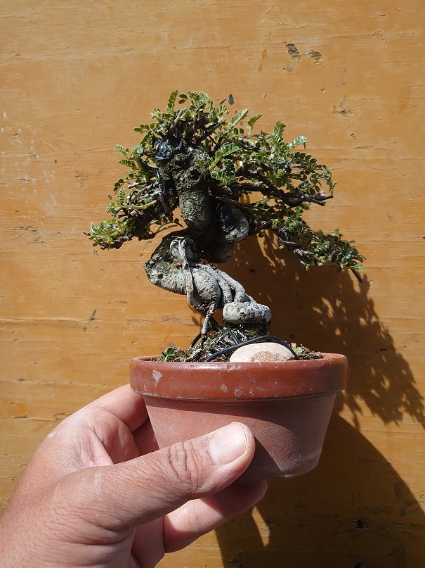 01イソザンショウ (6)