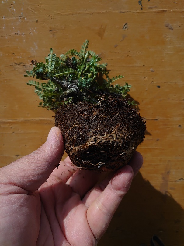 01イソザンショウ (8)