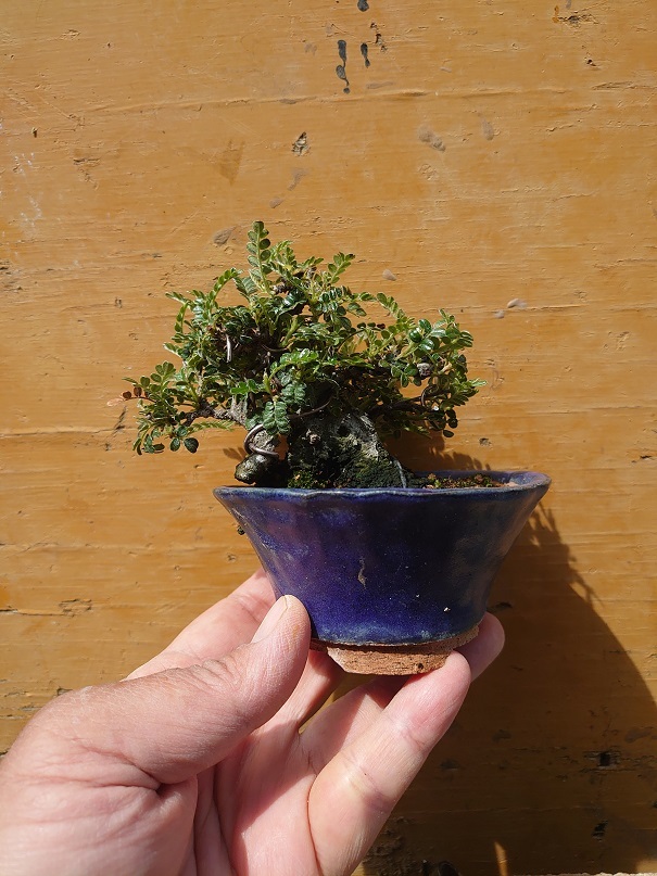 01イソザンショウ (7)