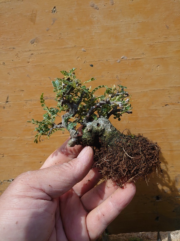 01イソザンショウ (9)