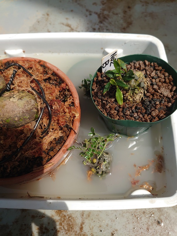 01イソザンショウ (12)