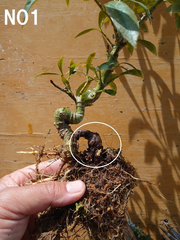 02プランター (2)