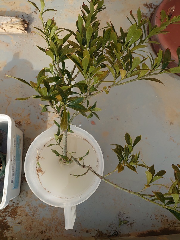 02プランター (12)