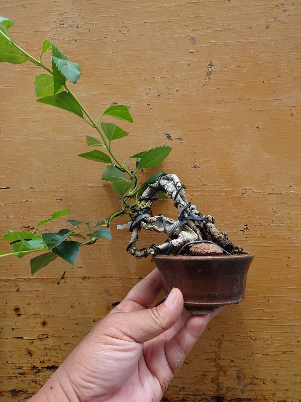 04レンギョウ (1)