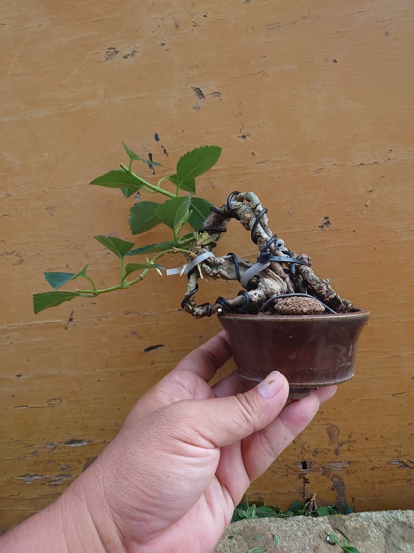 03レンギョウ (8)