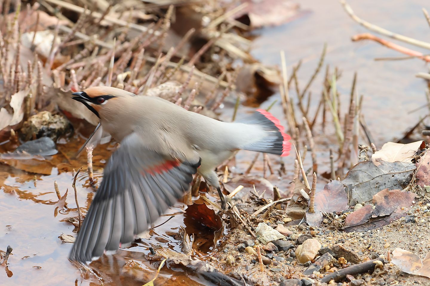 t_ヒレンジャク20240229_02