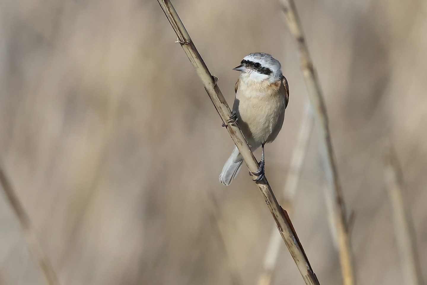 t_ツリスガラ20240310_04_2