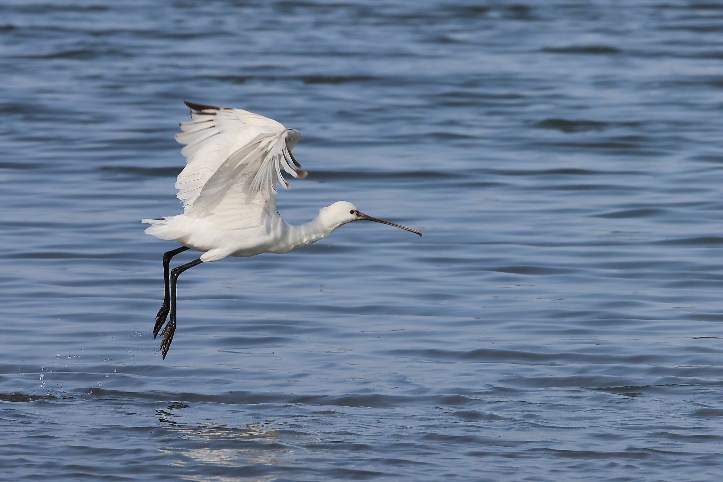 t_ヘラサギ20240402_05