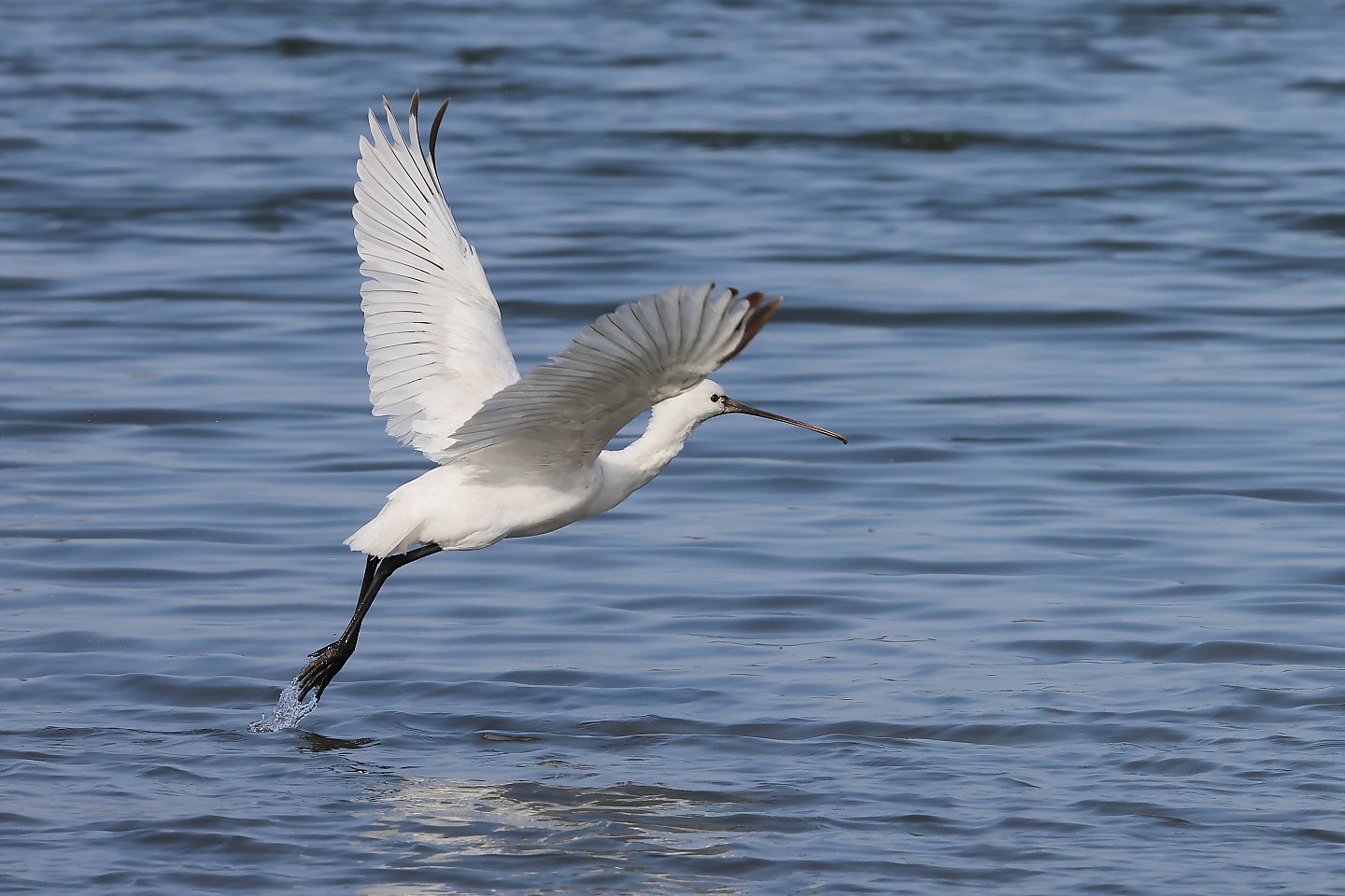 t_ヘラサギ20240402_04