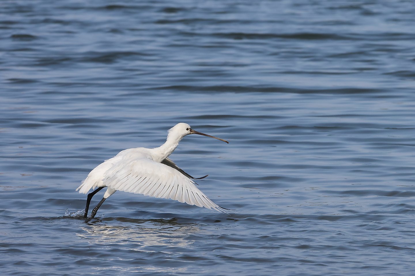 t_ヘラサギ20240402_03