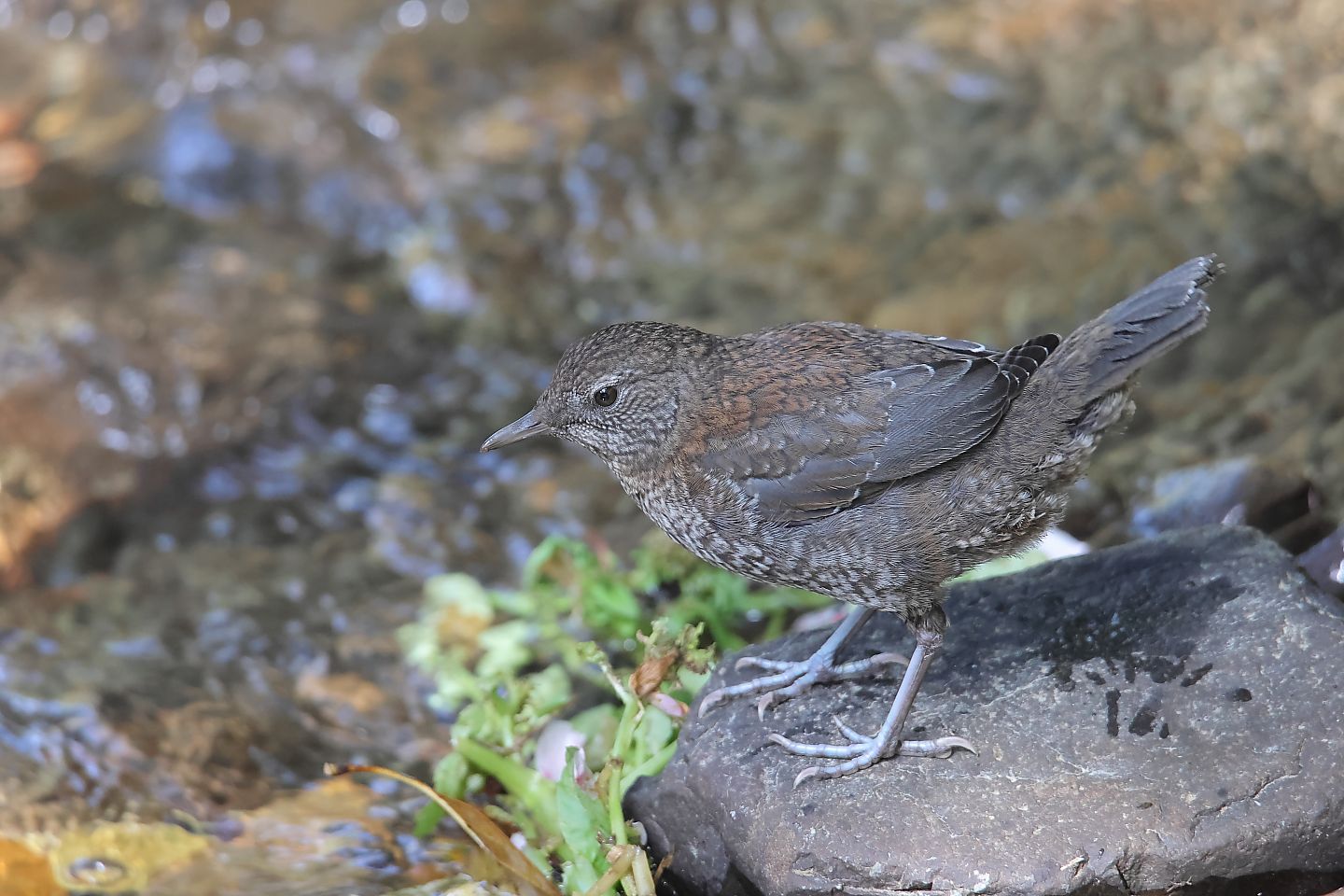 t_カワガラス20240414_02