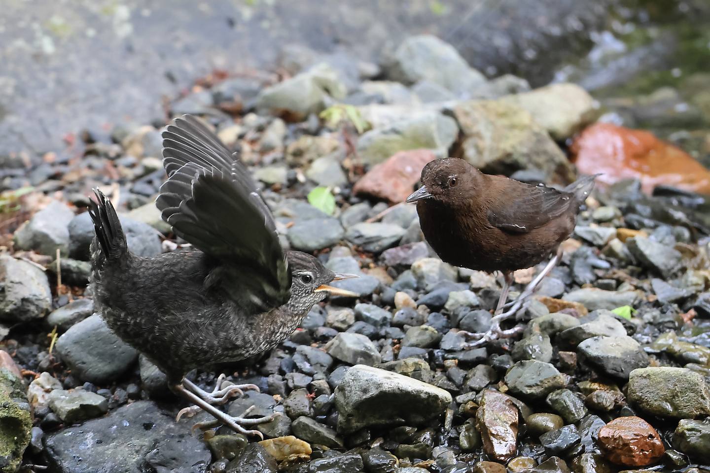 t_カワガラス20240415_06