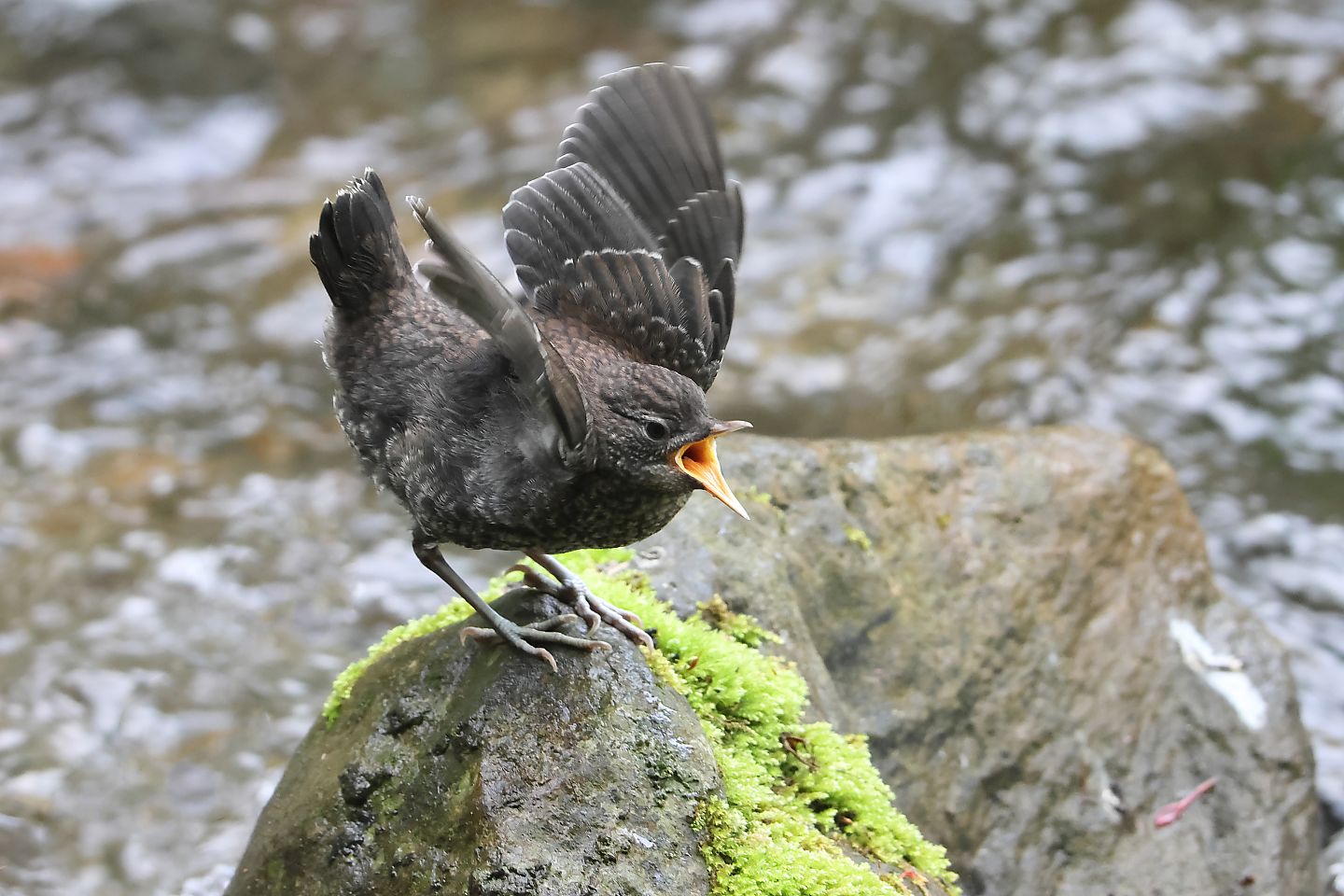 t_カワガラス20240415_07