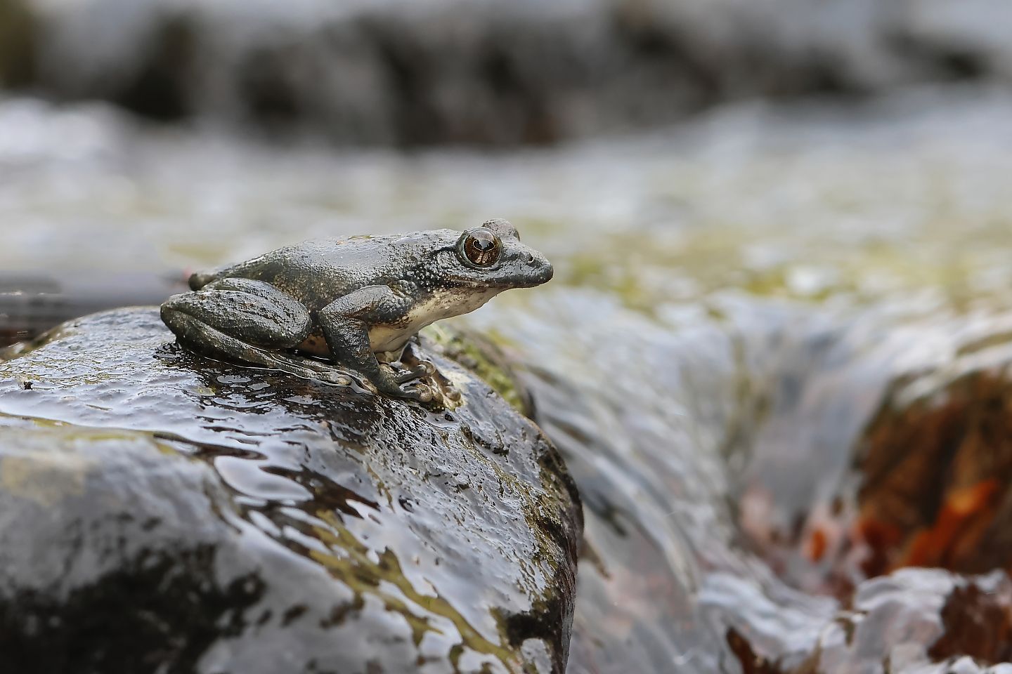 t_カジカガエル20240415_01