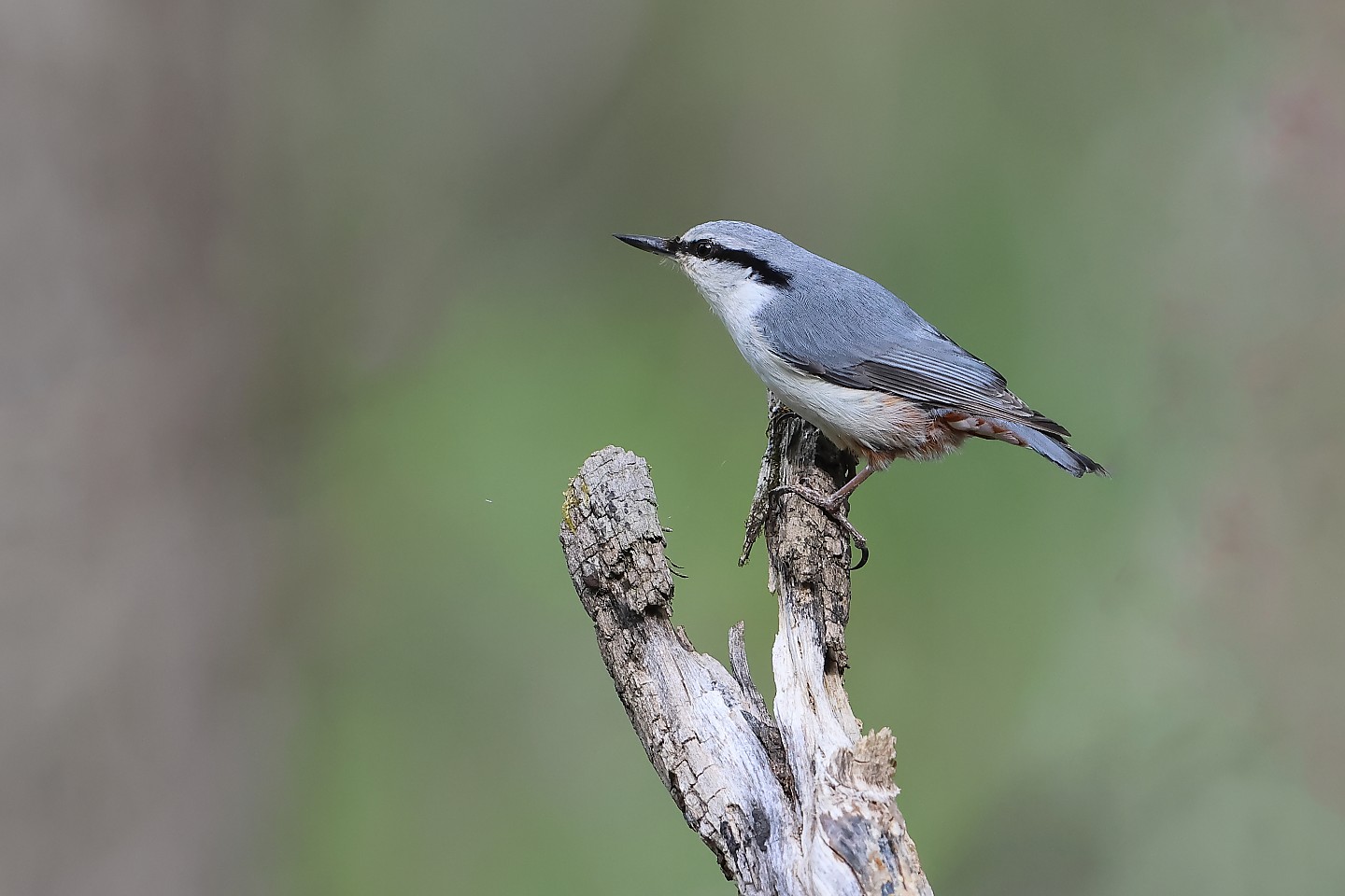 t_ゴジュウカラ20240515_01