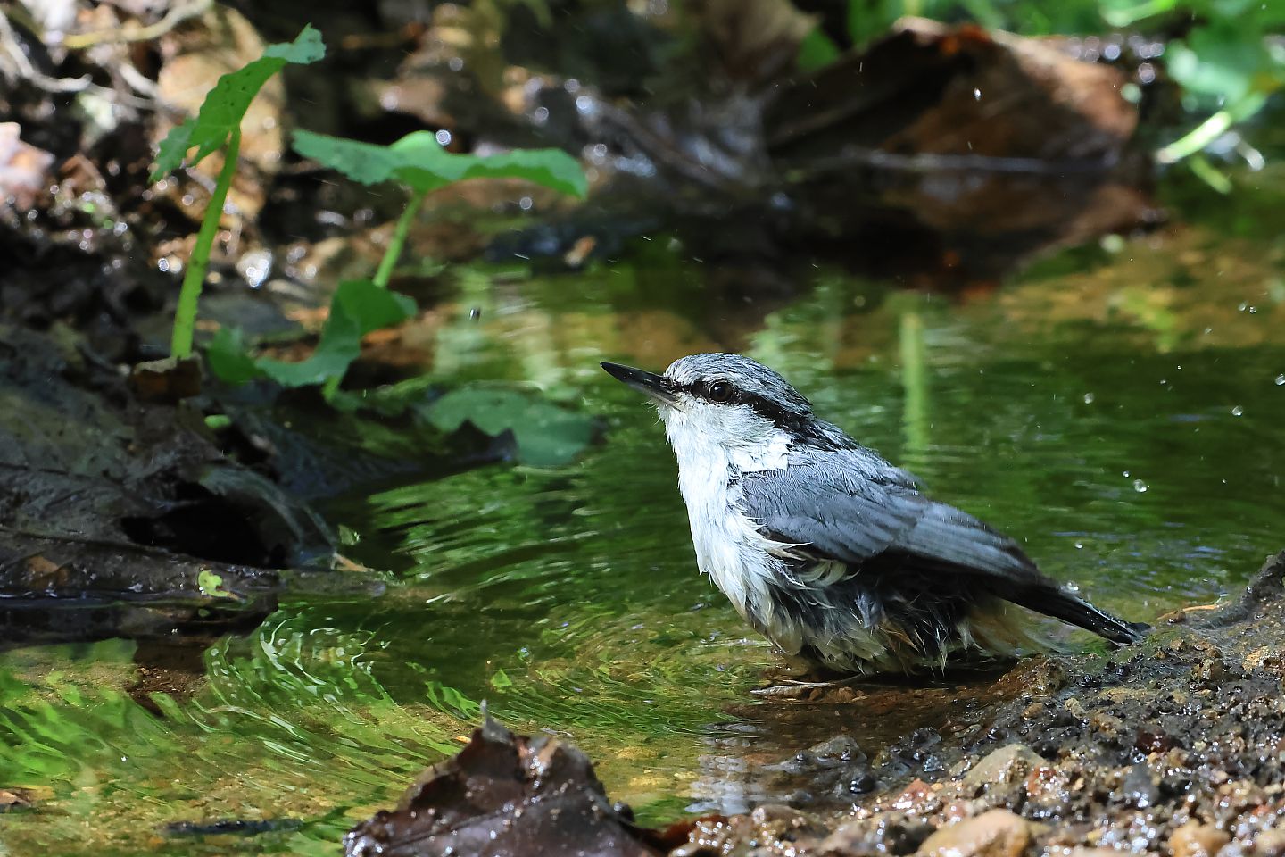 t_ゴジュウカラ20240516_02