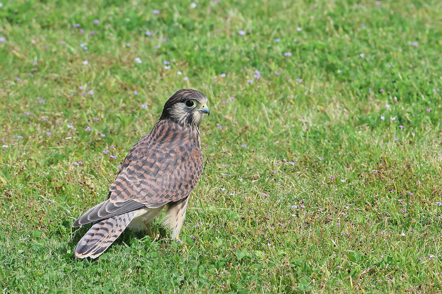 t_チョウゲンボウ20240604_01