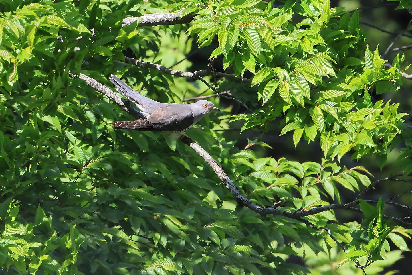 t_カッコウ20240605_01