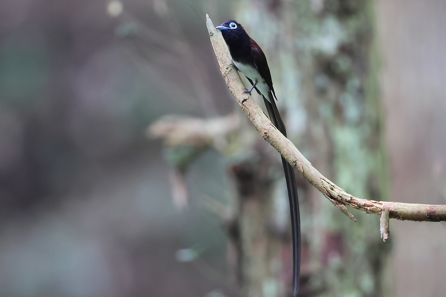 t_サンコウチョウ20240625_01_2