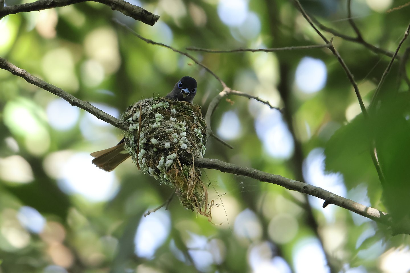 t_サンコウチョウ20240530_01