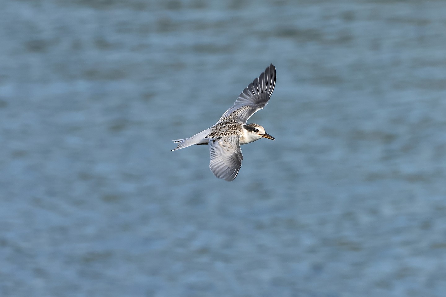 t_コアジサシ20240707_02