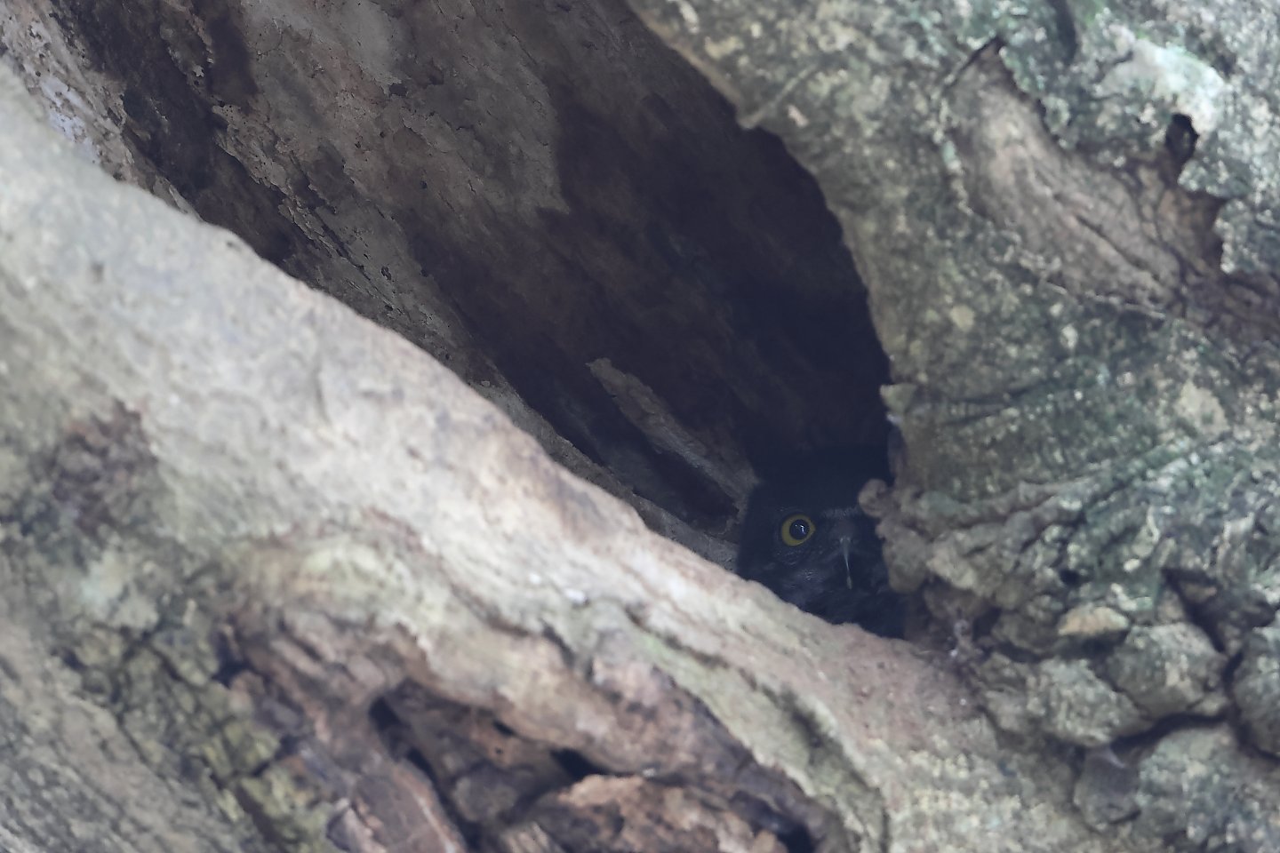 t_アオバズク20240710_02_2