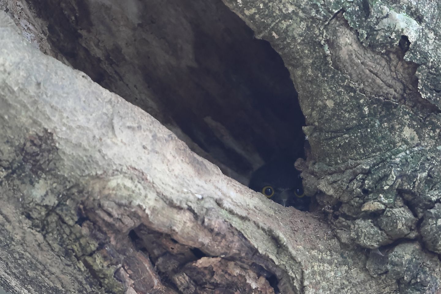 t_アオバズク20240709_01_2