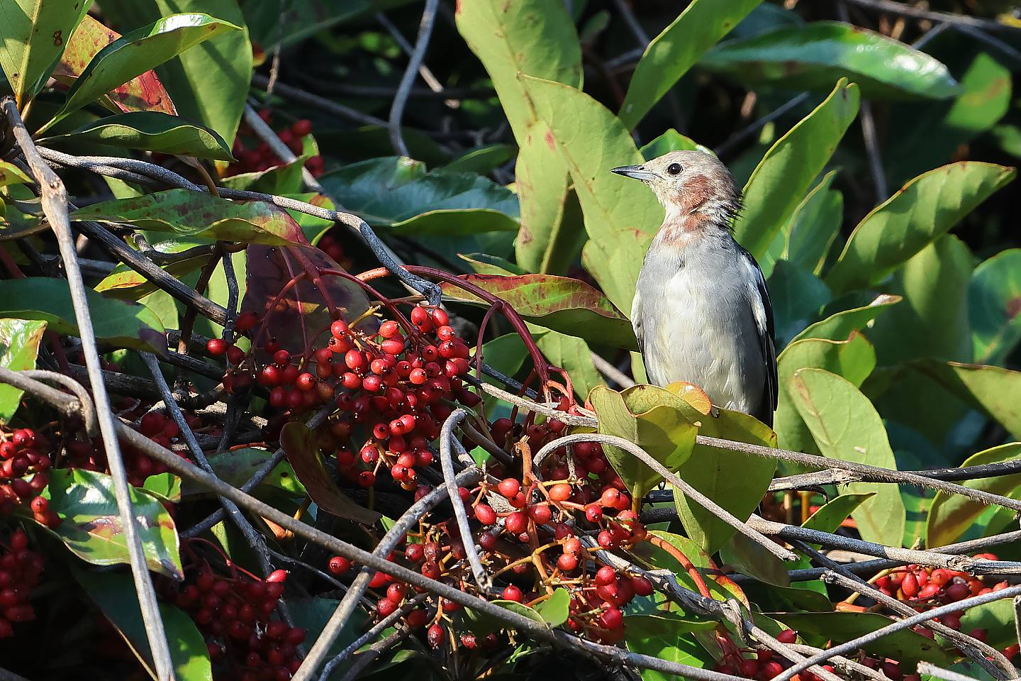 t_コムクドリ20240810_02