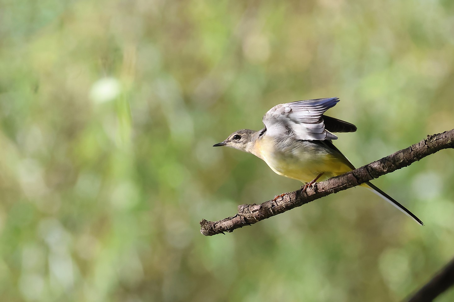 t_キセキレイ20240817_01