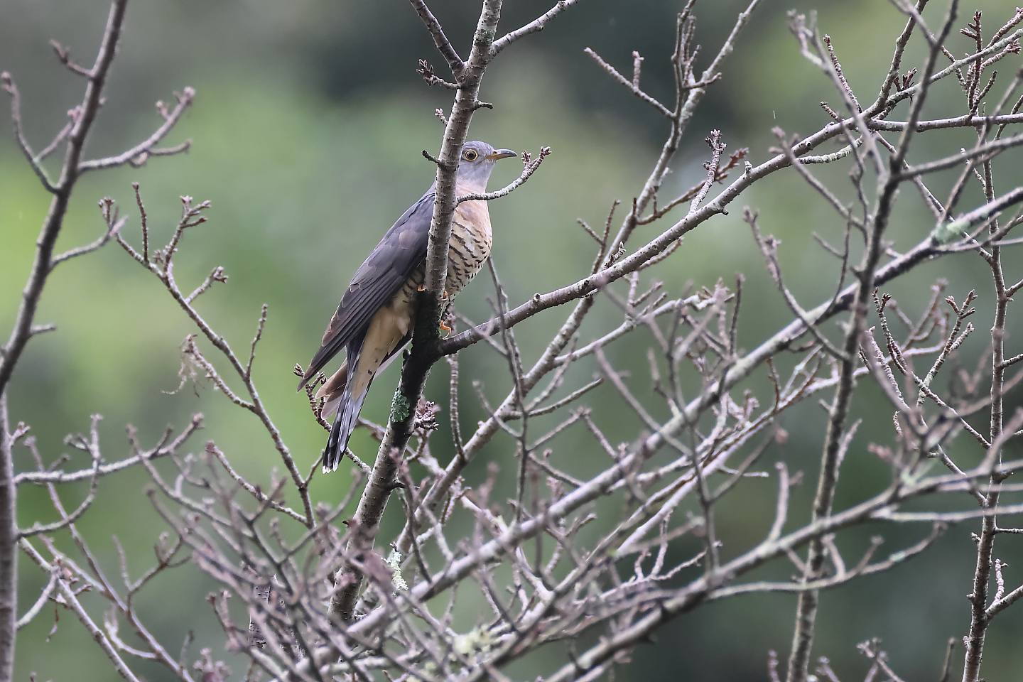 t_ツツドリ20240915_02