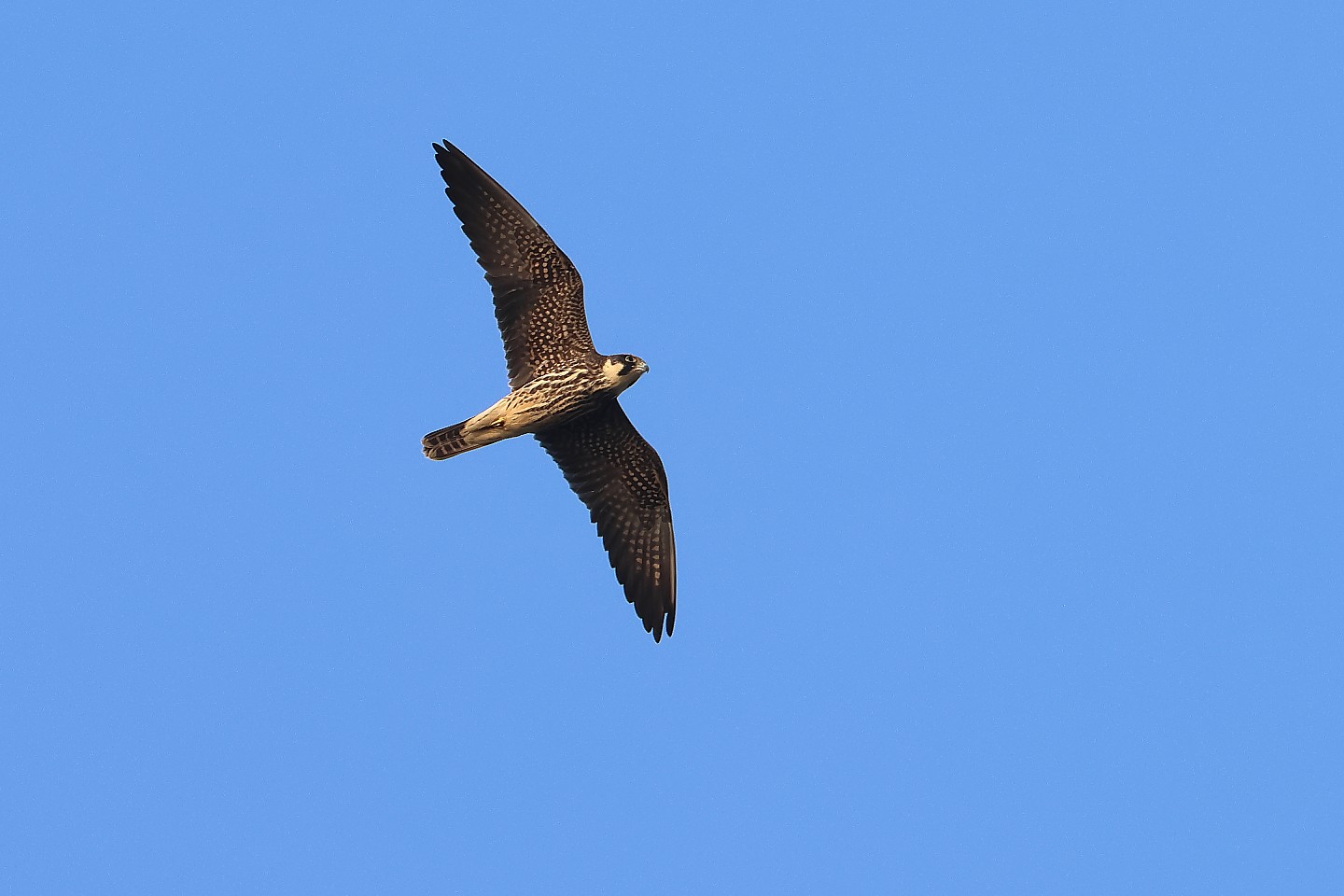 t_チゴハヤブサ20241002_01