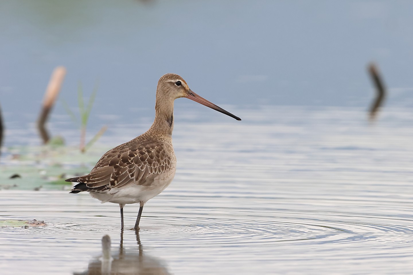 t_オグロシギ20241015_03