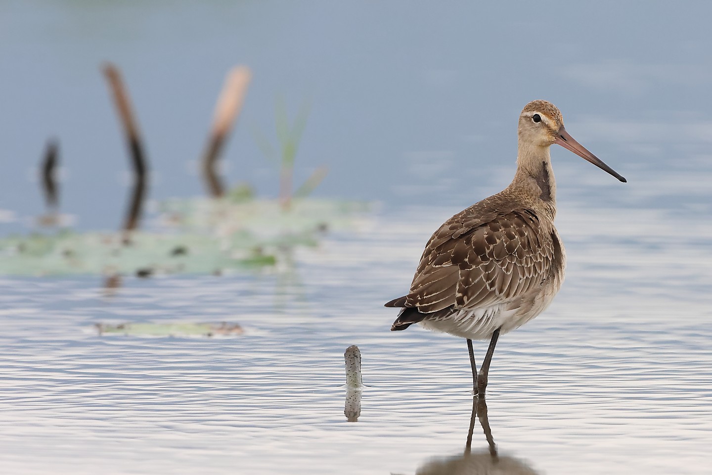 t_オグロシギ20241015_01