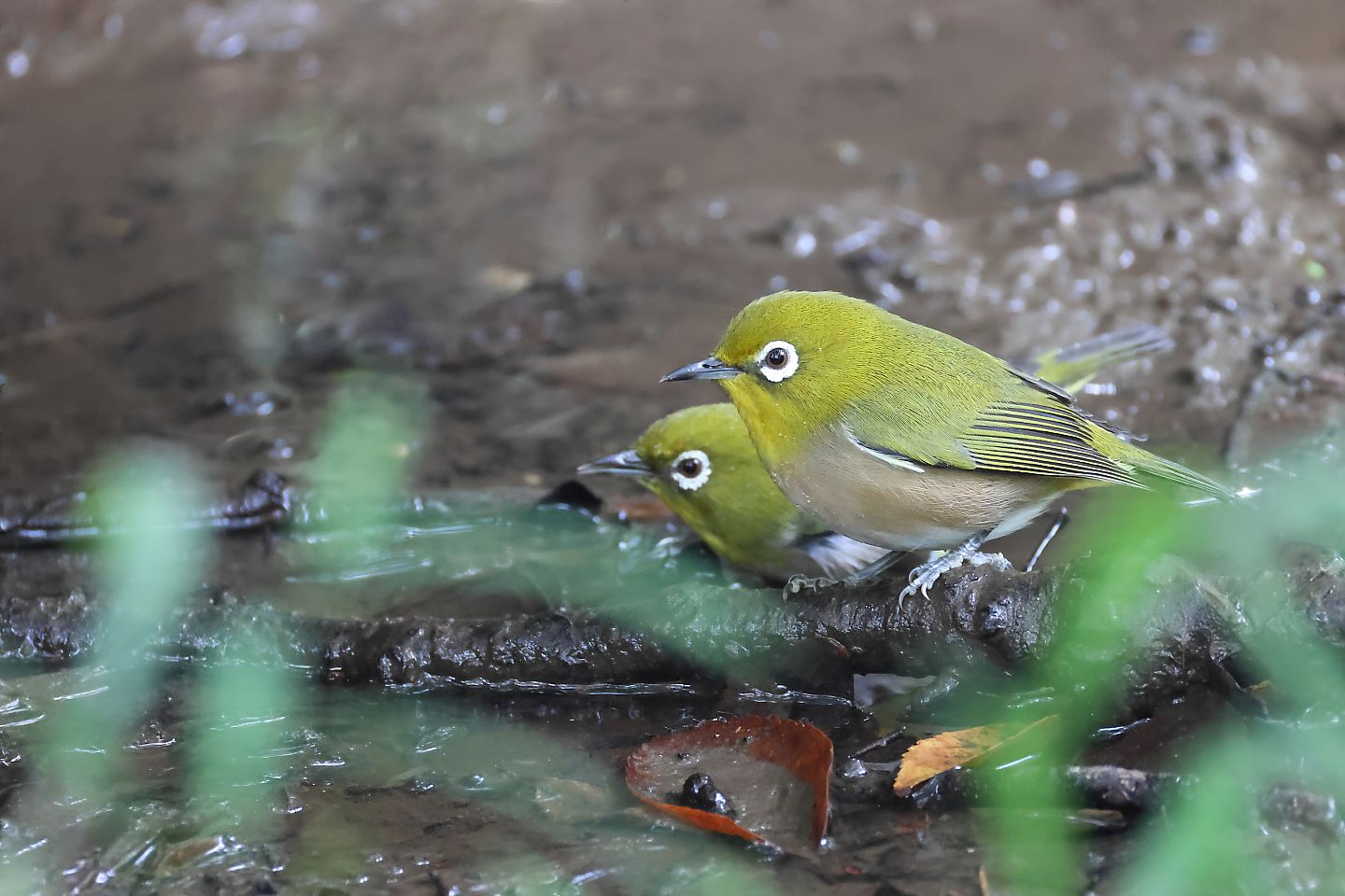 t_メジロ20241112_01