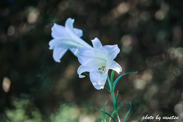 テッポウユリ (1)