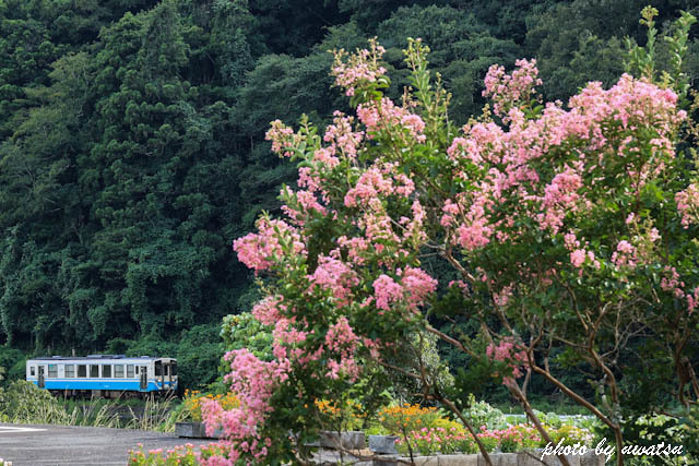 百日紅と列車 (2)