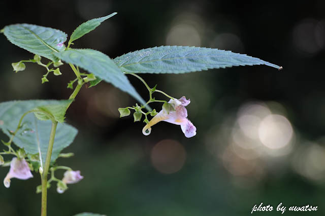 葉隠れツリフネソウ (1)