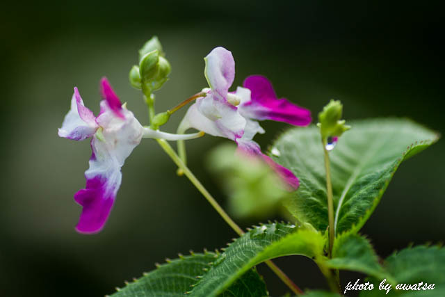 ツリフネソウ (1)