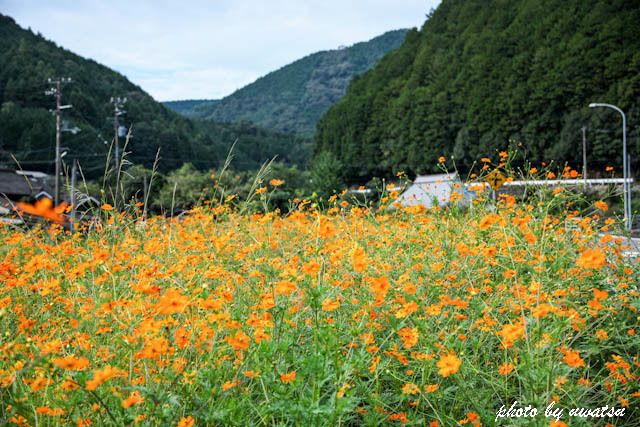 キバナコスモス (1)